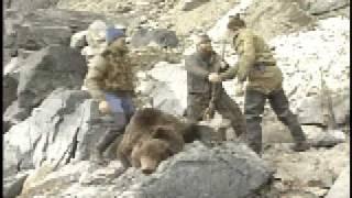 CLASSIC SIBERIAN BROWN BEAR KILL SHOT