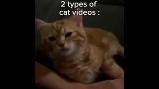 cat videos