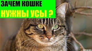 Зачем кошке нужны усы?