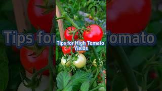 Tips for high Tomato Yield #viralvideo #gardening #gardaning #homegardening #tomatogarden #fyp