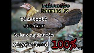 Vlg97 | kakak ng Inahing Labuyo | Wild Chicken labuyo | Clearsound | San Pablo City,laguna