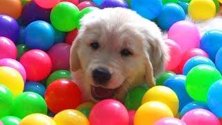 9 Week Old Golden Retriever Puppy Having Fun In A Ball Pit