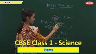 Plants | Class 1 CBSE Science | Science Syllabus Live Videos | Video Training