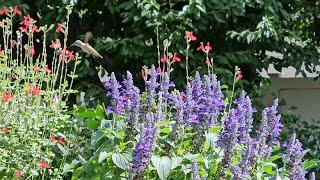 Planting to Attract Hummingbirds in Zone 7