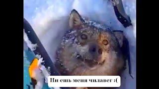 Волк напал на снегоход, и пытался его загрызть!