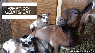 What Do Goats Eat
