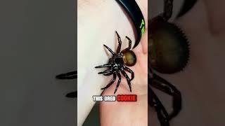 Deadly Oreo Spider!! ️