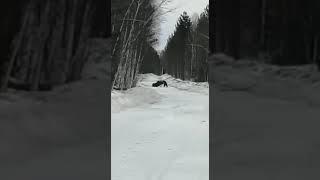 Медведь догнал лося