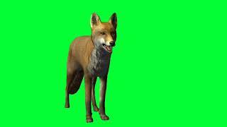 Fox Talking Green Screen video|||Copy right free|Cartoon animation| Free Cartoon characters|Poses