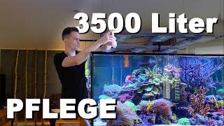 3500 Liter MEERWASSERAQUARIUM Pflegetag - PlanktonPlus Schauaquarium *SHOWTANK* Aquarienbau