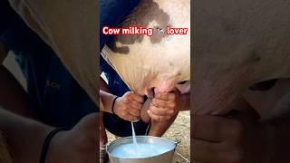 Cow milking by hand  #cow #gircrosscowfarming #dairyproducts #animals #gircross