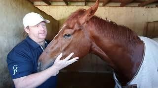 Warwick Farm Horses in Work.