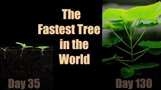 The Fastest Growing Tree  Paulownia (140 Days Time-Lapse)