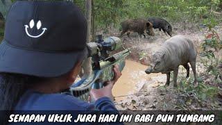 TEMBAK BABI JUMBO GANAS DI KEBUN KARET TES POWER UKLIK DI KEPALA BABI(hunting full wild boar)