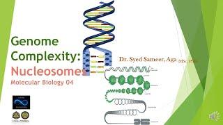 Genome Complexity: Nucleosomes - Molecular Biology 04