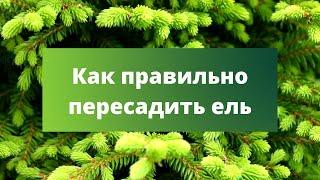 КАК ПРАВИЛЬНО ПЕРЕСАДИТЬ ЕЛЬ? | Пересадка и подкормка хвойных осенью