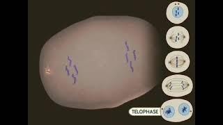 mitosis  3d animation