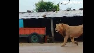 Junagadh: Dog and farmer repelled the lion passing through the garden