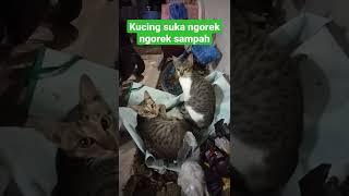 KUCING NAKAL DAN LUCU