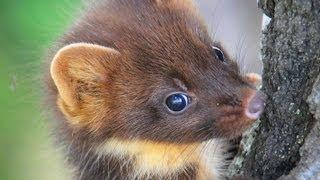 European pine marten in wildlife habitat | Film Studio Aves