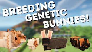 Breeding some Genetic Rabbits - Minecraft RRP
