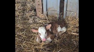 We Have A Fleckvieh Calf - Buying Another Manure Spreader - Going To A Machinery Sale