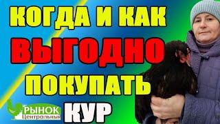 Когда и как ВЫГОДНО покупать кур. Мои СЕКРЕТЫ при покупке кур и цыплят.