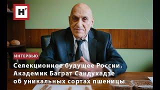 Селекционное будущее России. Академик Баграт Сандухадзе об уникальных сортах пшеницы