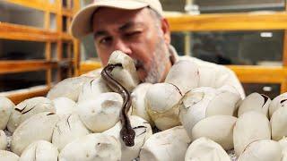 Hatching Beautiful RARE PYTHON BABIES