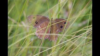 Der Blauäugige Waldportier - Fliegender Schatten am Wiesengrund