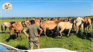 Внедряем новые технологии в хозяйстве | Башкирские лошади не перестают меня радовать