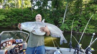 84 pound blue cat. Filming and fighting by myself on cell phone. Tennessee River Monster#madkatz