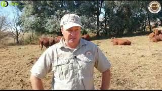 Rustin Shawe takes us through the Droughtmaster Breed and their Upcoming Auction