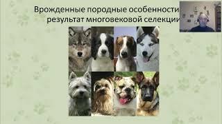 «Ответственный подход к приобретению собаки". Вебинар Цигельницкого Е.Г.