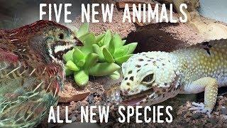 Meet FIVE NEW ANIMALS! (Including My First EVER Birds!)