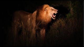 Male Lion Feeding in the Darkness (Red Road)