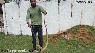 cobra snake  madhugiri