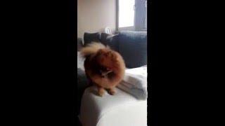 Aggressive pomeranian Meibl :)