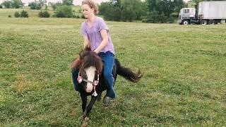 Summer Adventures Vlog 1/Bareback Riding/Breaking "Awesome" the Miniature Stallion on the Farm