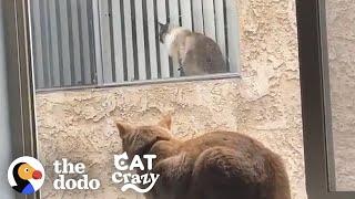 These Cat Neighbors Fall In Love Through Their Windows | The Dodo Cat Crazy