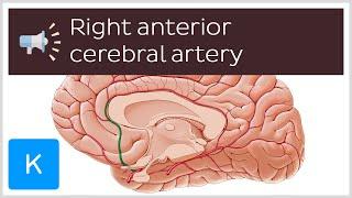 Right anterior cerebral artery | Anatomical Terms Pronunciation by Kenhub