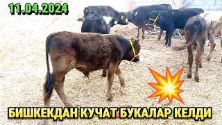 БИШКЕКДАН КУЧАТ БУКАЛАР КЕЛДИ  11.04.2024