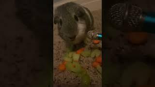 Guinean pig eating celery and carrots “asmr” #guineapigfood