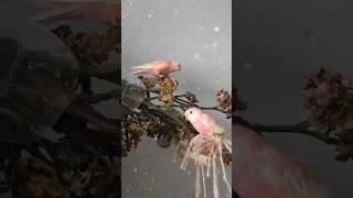 #parrot #burka #pink parrot #pink-bellied grass parrots #bird