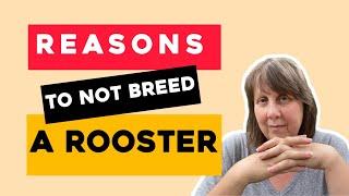 Serious About Breeding Silkie Chickens? That Means Choosing the Best Genetics  | Backyard Chickens