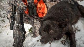 SHADE of BLACK - Wolf Hunting Montana