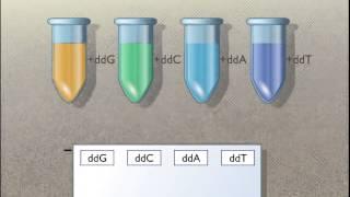 Sanger Sequencing of DNA (Legendado PT)