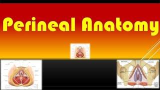 Perineal Anatomy and Degrees of Perineal Tear / TOACS and OSCE Station