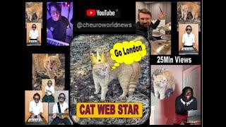 GO LONDON CAT SONG