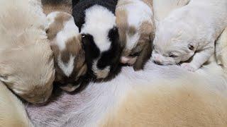 Central asian shepherd puppies litter V #alabai #Michigan